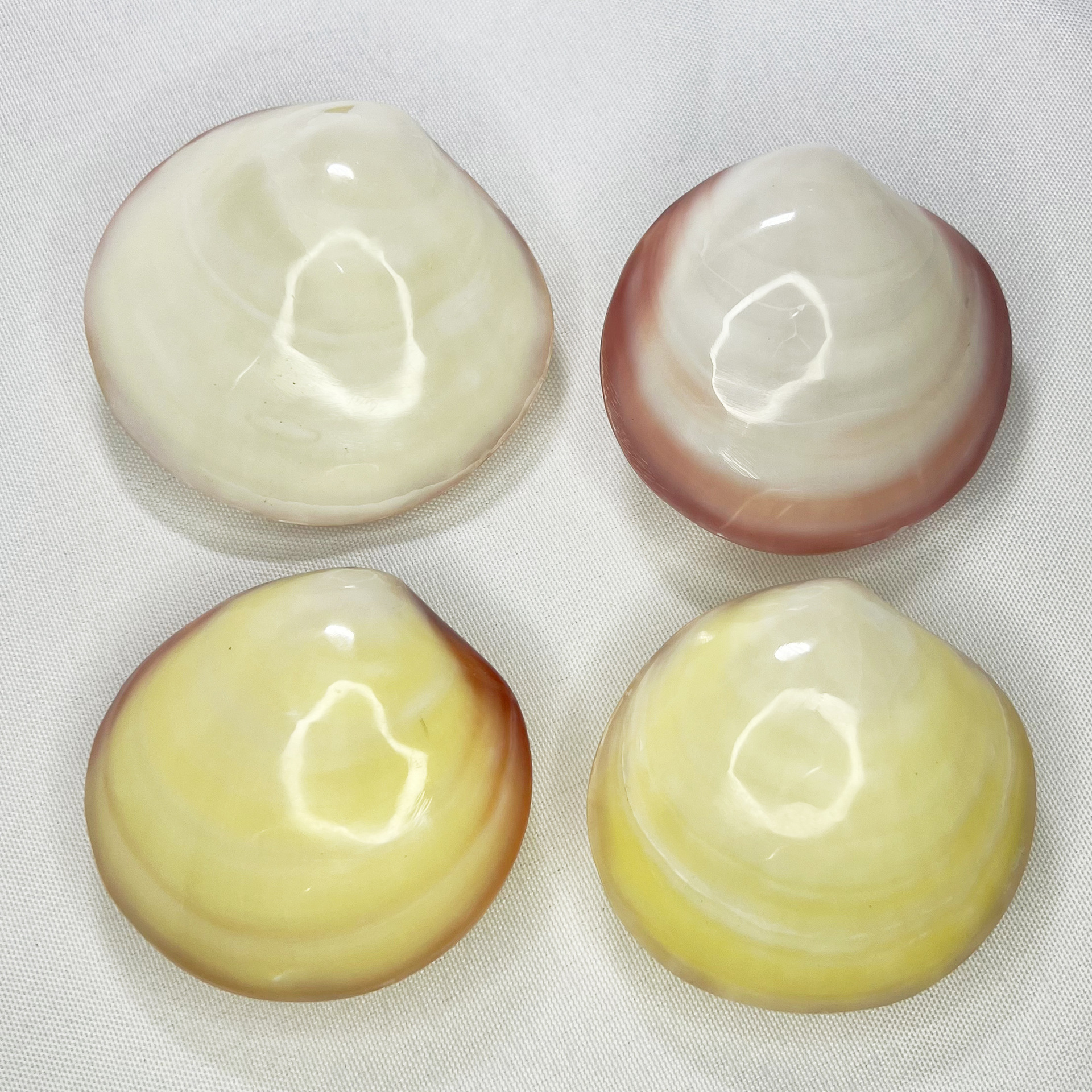 Natural Gari Shell - Pink Clam - Marine Aquarium Home 리뷰 및 가격