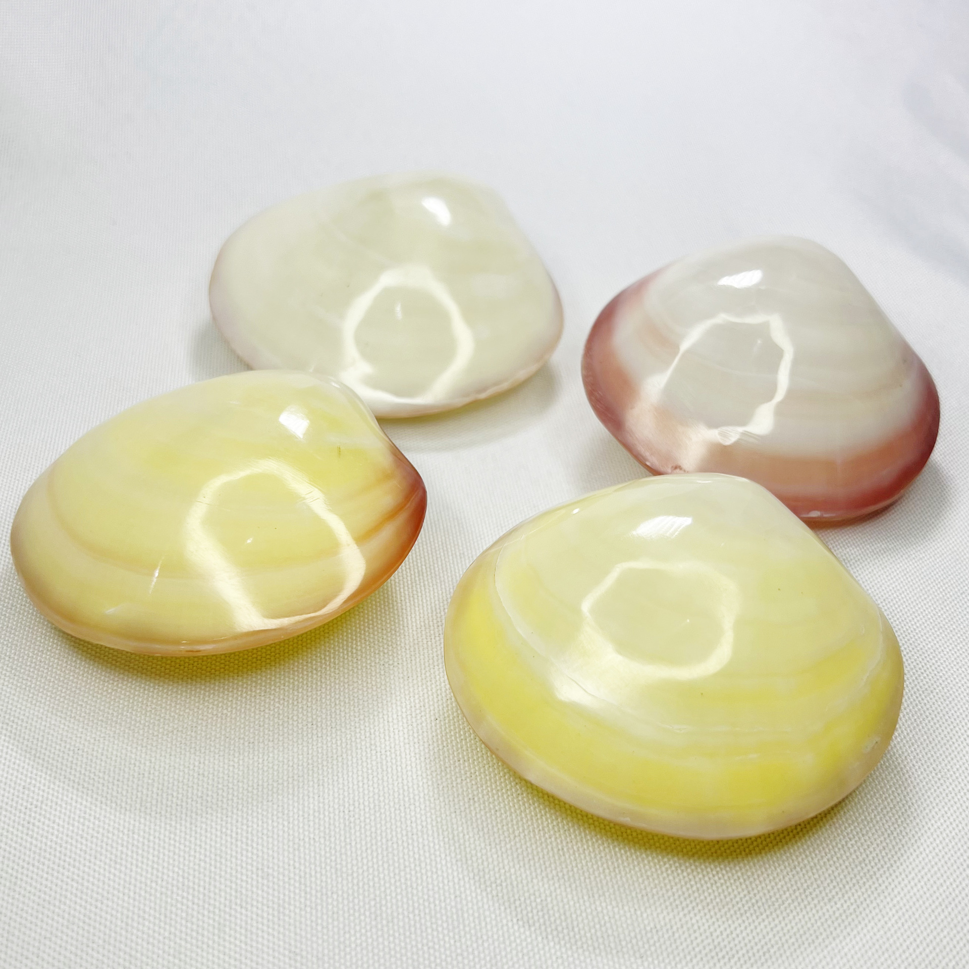 Natural Gari Shell - Pink Clam - Marine Aquarium Home 리뷰 및 가격