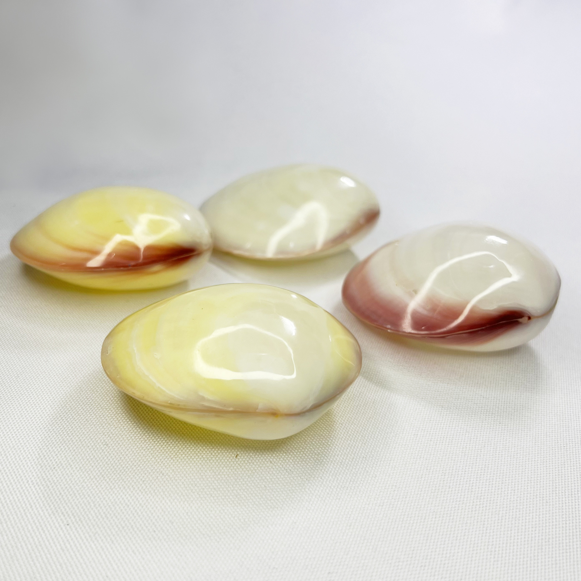 Natural Gari Shell - Pink Clam - Marine Aquarium Home 리뷰 및 가격