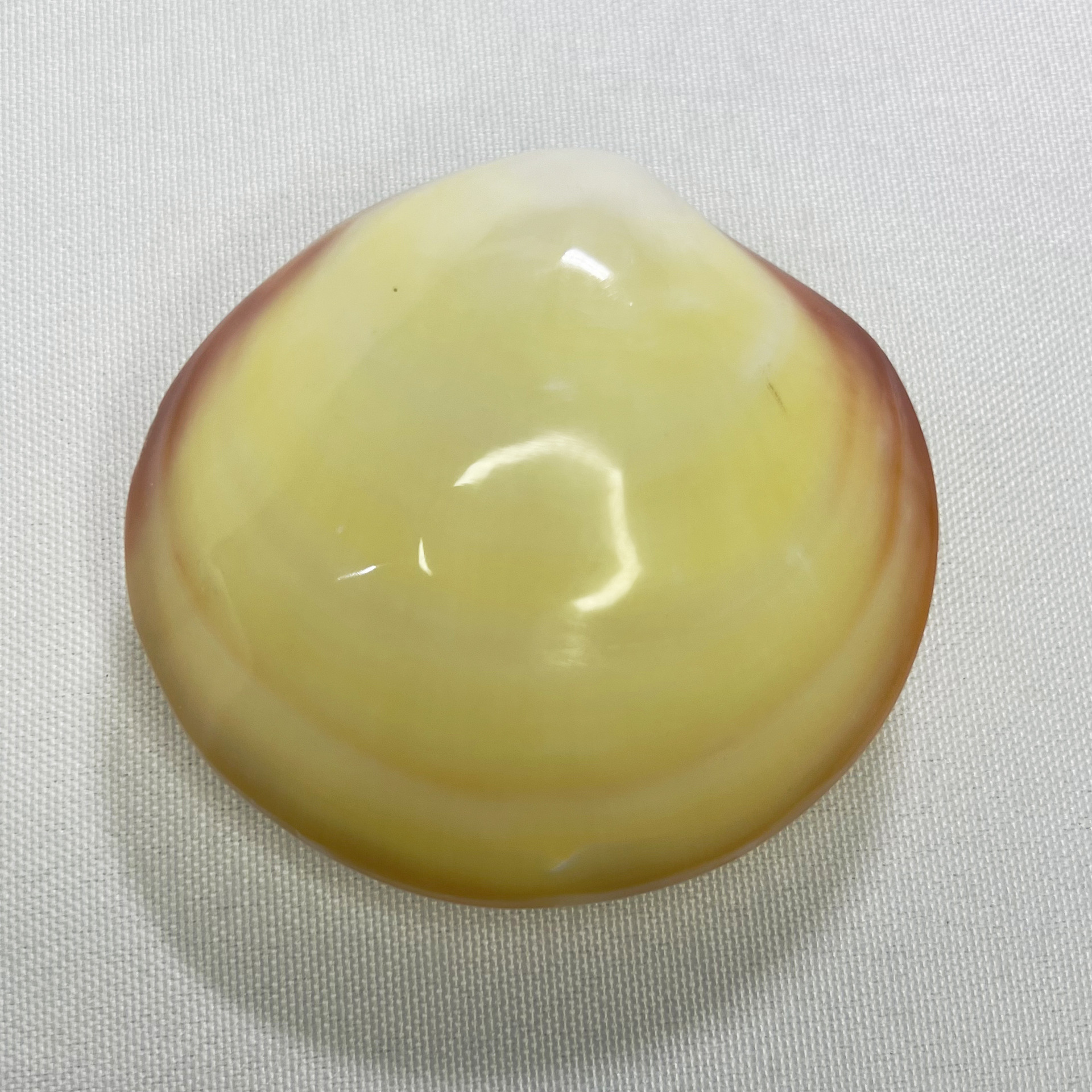 Natural Gari Shell - Pink Clam - Marine Aquarium Home 리뷰 및 가격