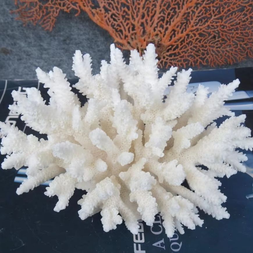 1pc Natural White Coral Cluste - Marine Aquarium & Regional Centre Reviews 리뷰 및 가격