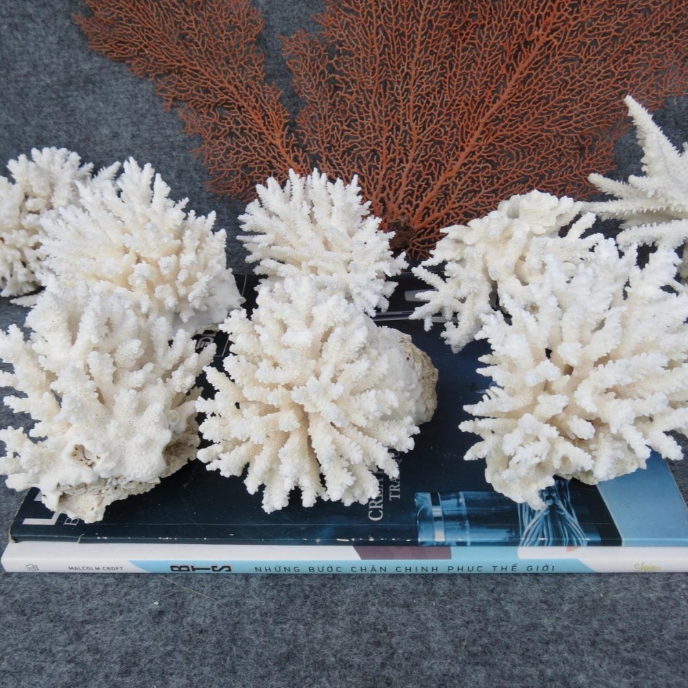 1pc Natural White Coral Cluste - Marine Aquarium & Regional Centre Reviews 리뷰 및 가격