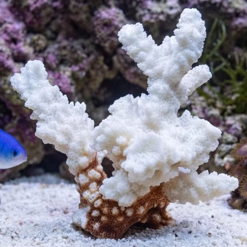 1pc Natural White Coral Cluste - Marine Aquarium & Regional Centre Reviews 리뷰 및 가격