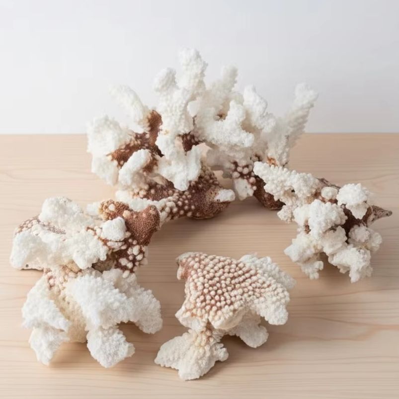 1pc Natural White Coral Cluste - Marine Aquarium & Regional Centre Reviews 리뷰 및 가격