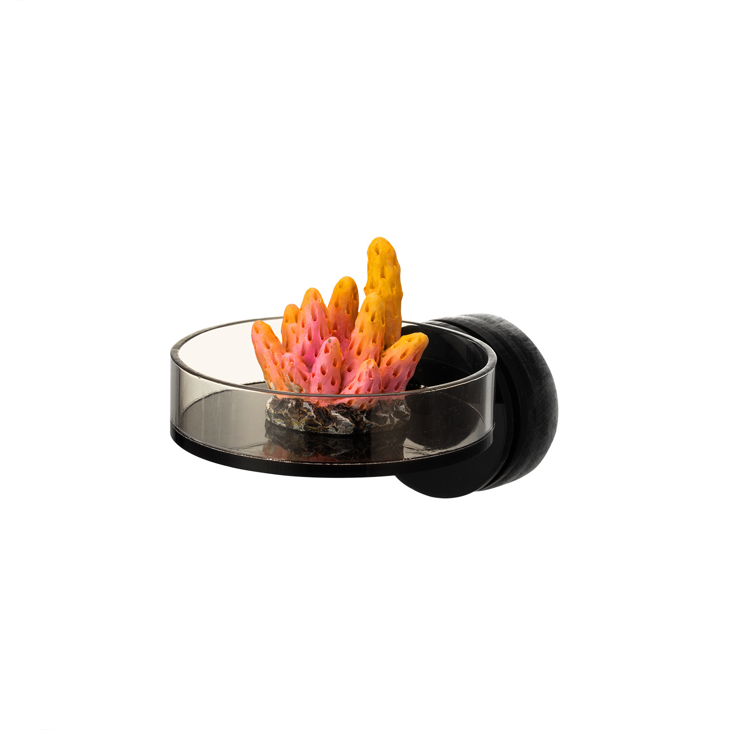 Marine Sources 70mm Black Magn - Marine Aquarium & Regional Centre Reviews 리뷰 및 가격
