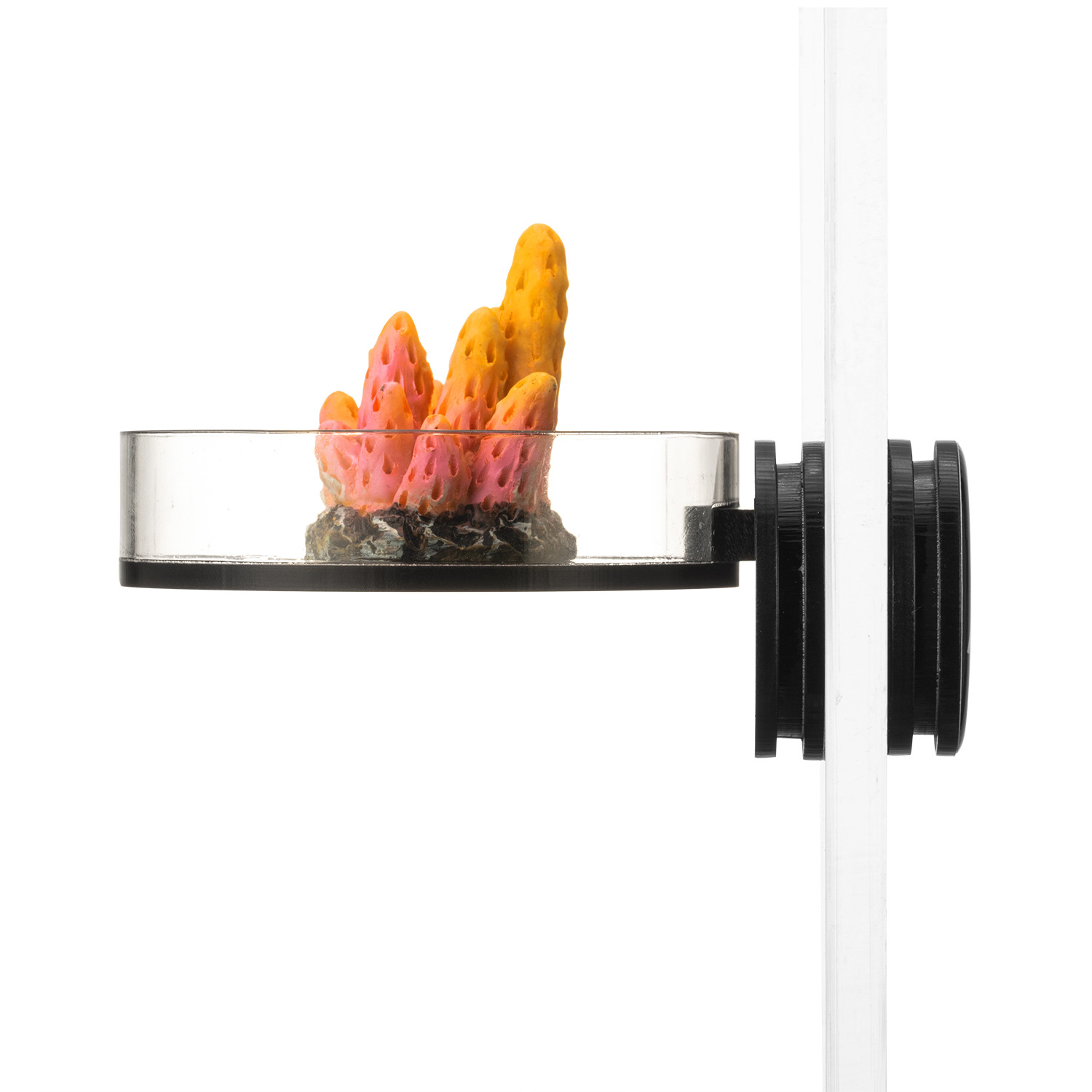 Marine Sources 70mm Black Magn - Marine Aquarium & Regional Centre Reviews 리뷰 및 가격