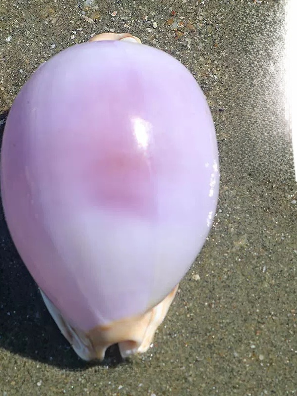 Rare l Sea Snail ell Aquarium  - Marine Aquarium Home 리뷰 및 가격