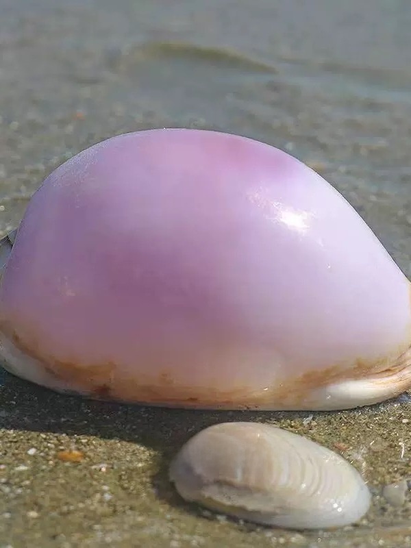 Rare l Sea Snail ell Aquarium  - Marine Aquarium Home 리뷰 및 가격