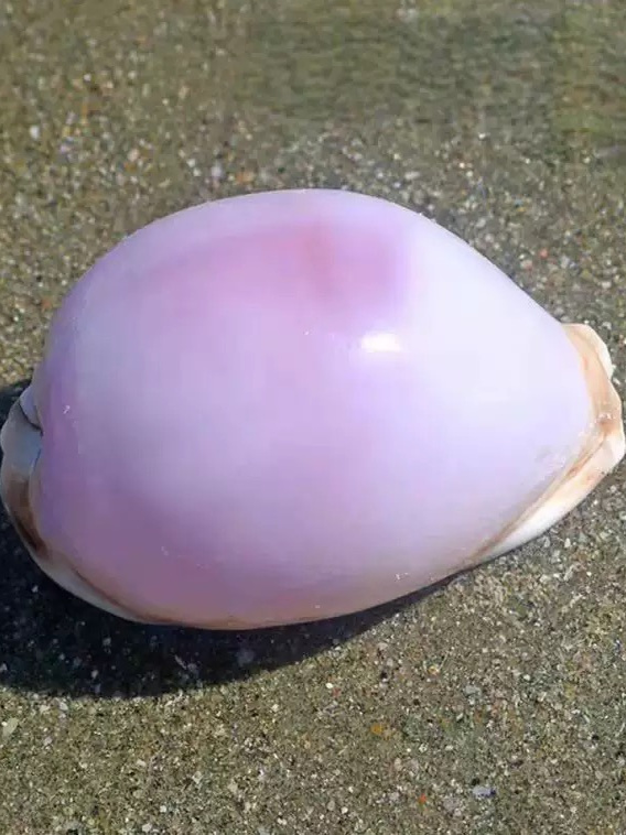 Rare l Sea Snail ell Aquarium  - Marine Aquarium Home 리뷰 및 가격