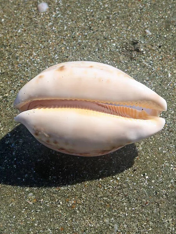 Rare l Sea Snail ell Aquarium  - Marine Aquarium Home 리뷰 및 가격